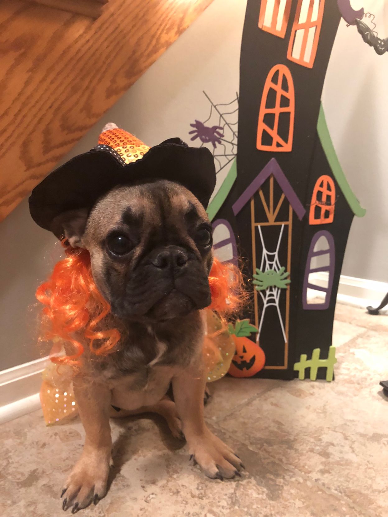 Stella the witch